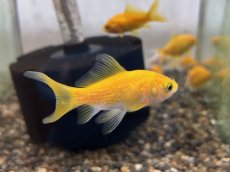 画像3: キラキラ（太田養魚場産）  ±5cm (3)