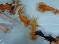 画像1: 水泡眼（弥富産）  ±5cm (1)