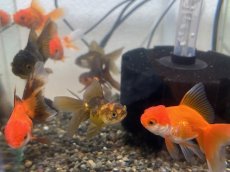 画像5: オランダ  ※ハーフムーン系（東川養魚場産）±6cm (5)