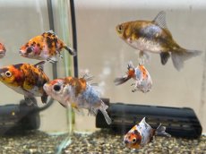 画像2: キャリコ三尾和金（東川養魚場産）±6cm (2)