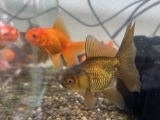 画像1: オランダ  ※ハーフムーン系（東川養魚場産）±6cm (1)