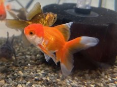 画像3: オランダ  ※ハーフムーン系（東川養魚場産）±6cm (3)
