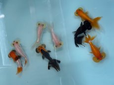 画像3: 水泡眼（弥富産）  ±5cm (3)