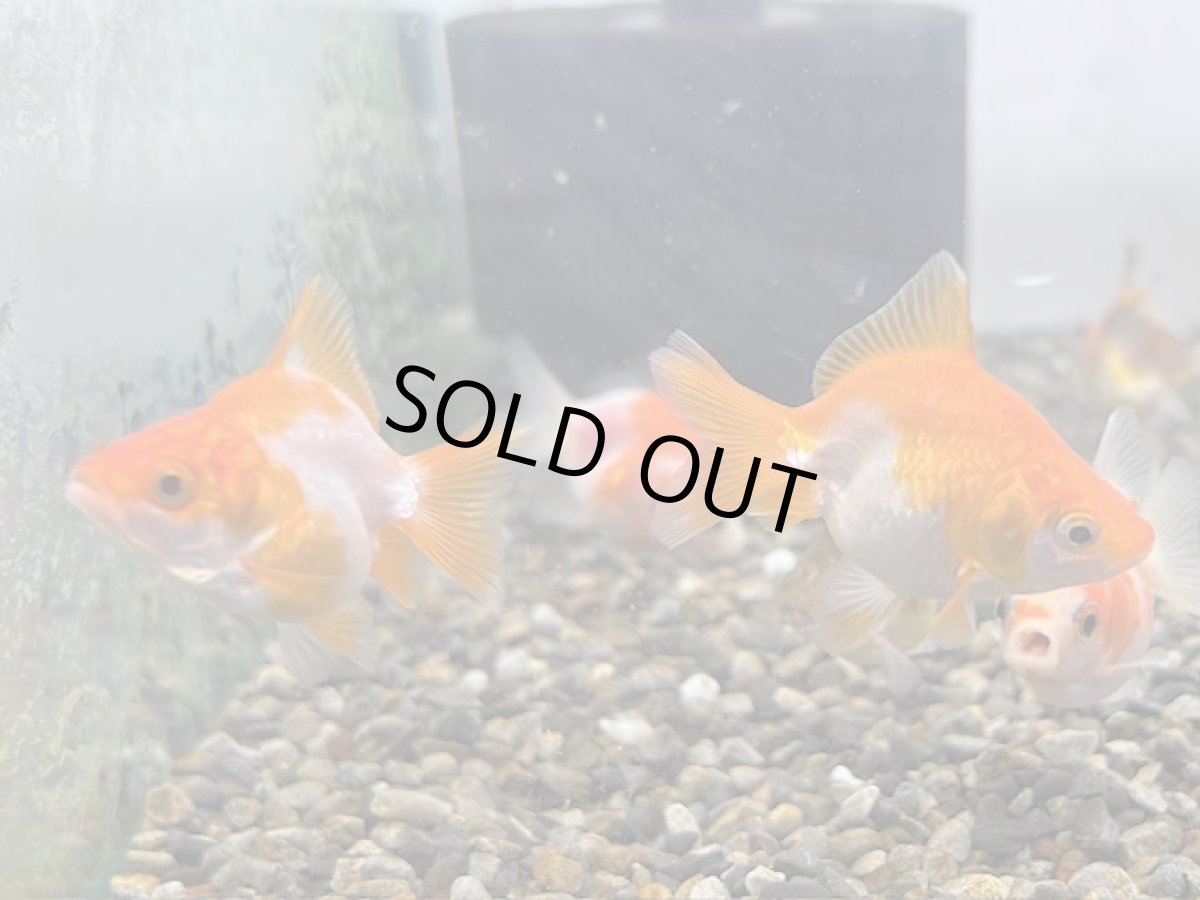 画像3: ショートテール琉金（東川養魚場産）±4cm (3)