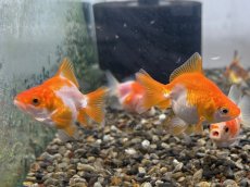 画像3: ショートテール琉金（東川養魚場産）±4cm (3)