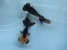 画像2: 水泡眼（弥富産）  ±5cm (2)