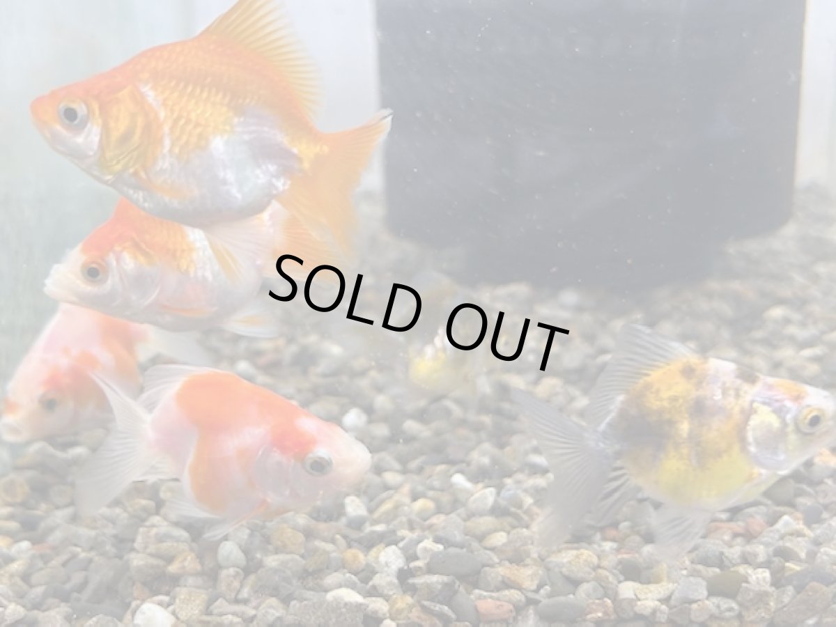 画像2: ショートテール琉金（東川養魚場産）±4cm (2)