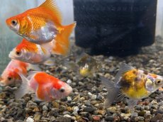 画像2: ショートテール琉金（東川養魚場産）±4cm (2)