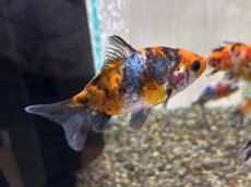 画像1: キャリコ三尾和金（東川養魚場産）±6cm (1)