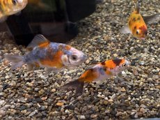 画像4: キャリコ三尾和金（東川養魚場産）±6cm (4)