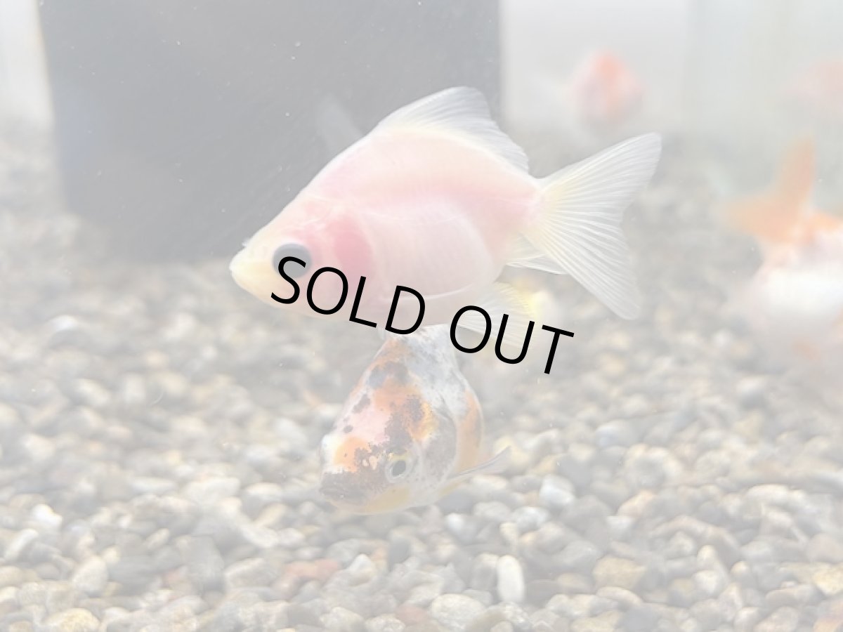 画像4: ショートテール琉金（東川養魚場産）±4cm (4)