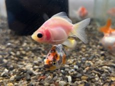 画像4: ショートテール琉金（東川養魚場産）±4cm (4)