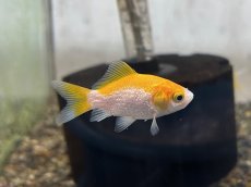 画像2: キラキラ（太田養魚場産）  ±5cm (2)