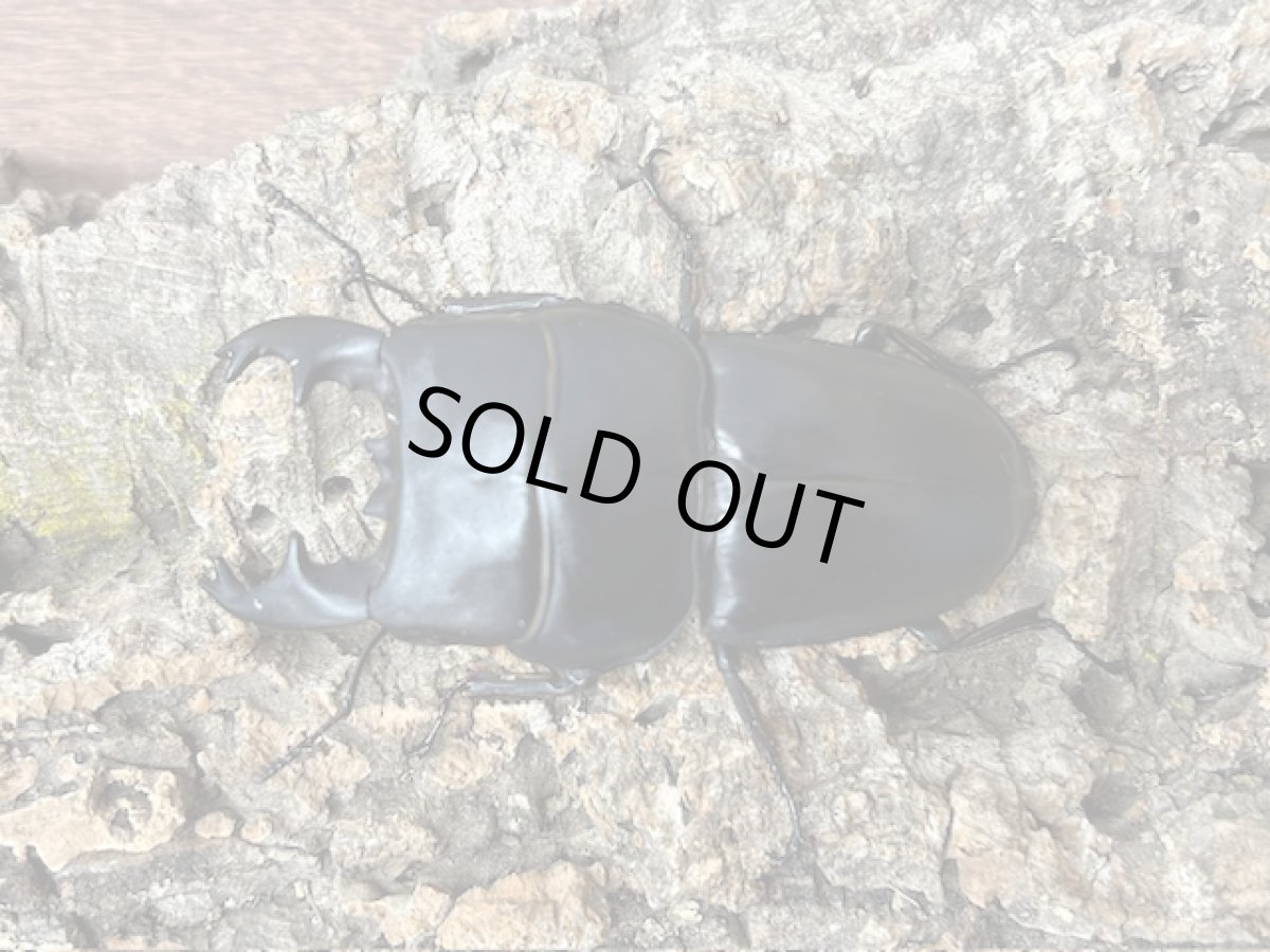 画像1: アルキデスヒラタクワガタ　インドネシア スマトラ島アチェ州産 ペア（累代WD♂77mm ♀Free ｍｍ） (1)