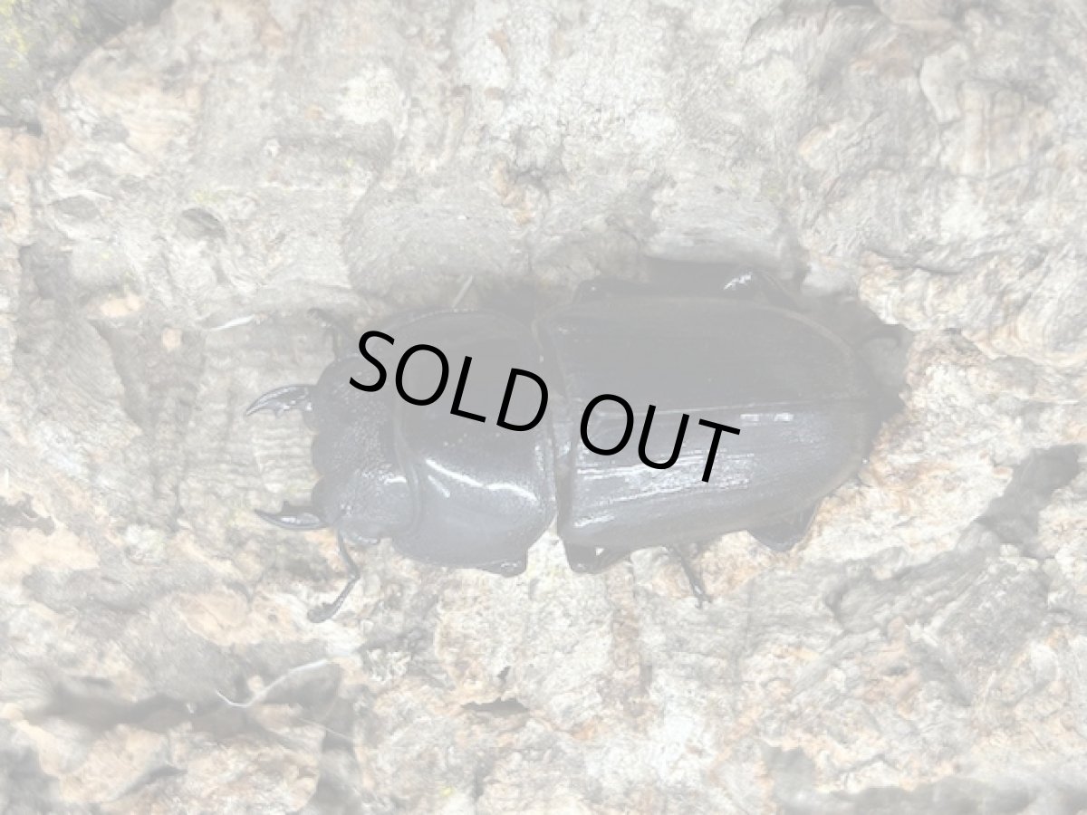 画像2: ダイオウヒラタ　ジャワ島アルゴプーロ産　ペア（累代WD♂78 mm ♀Free mm) (2)