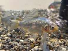 画像2: 青紅葉和金 ※フナ尾（引間養魚場産）±6cm (2)