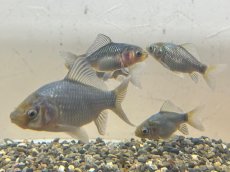 画像4: 青紅葉和金 ※フナ尾（引間養魚場産）±6cm (4)