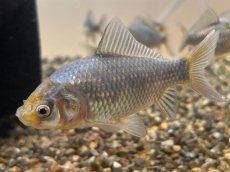 画像1: 青紅葉和金 ※フナ尾（引間養魚場産）±6cm (1)