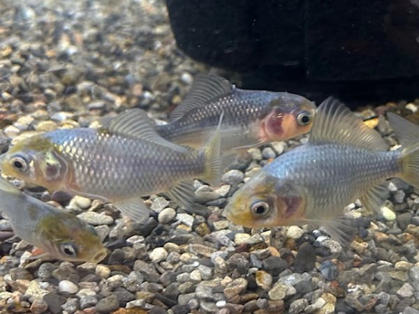 青紅葉和金 ※フナ尾（引間養魚場産）±6cm - ペットショップCOLORS