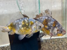 画像2: 五色和金 三歳（志村養魚場産）±15cm (2)