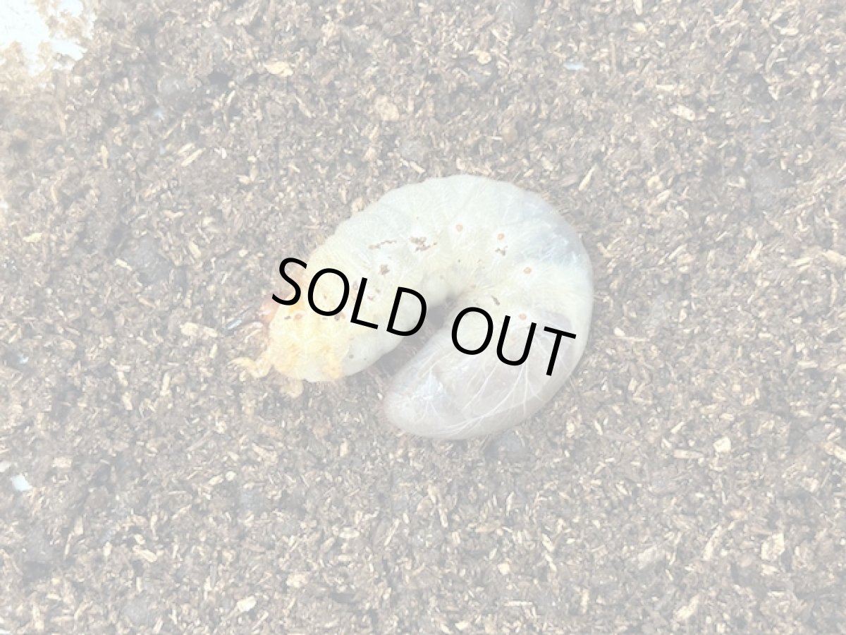 画像1: バラタスサスマタサイカブト 幼虫  エチオピア産（累代CB　2025/7月割出し） (1)