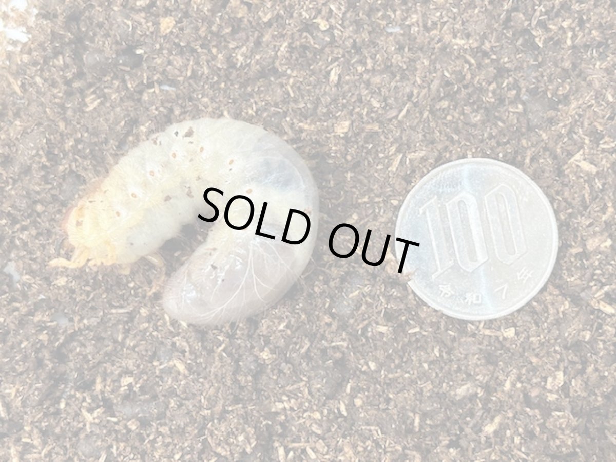 画像2: バラタスサスマタサイカブト 幼虫  エチオピア産（累代CB　2025/7月割出し） (2)