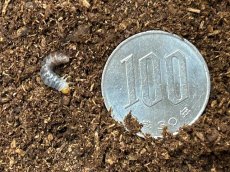 画像2: トカラノコギリクワガタ 幼虫  トカラ列島 諏訪之瀬島産（累代CBF3　2025/9月割出し） (2)