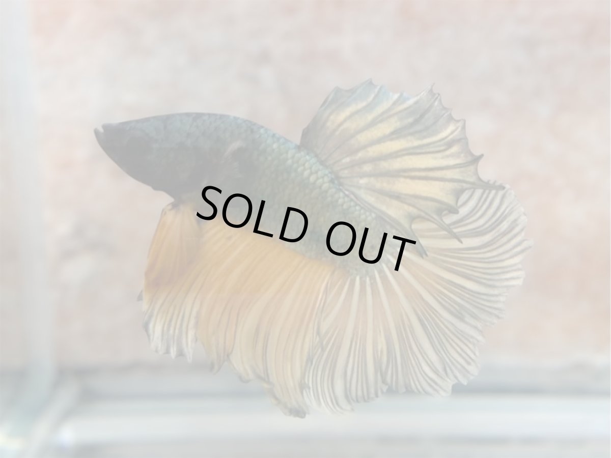 画像1: ベタ　ハーフムーン ♂ (1)