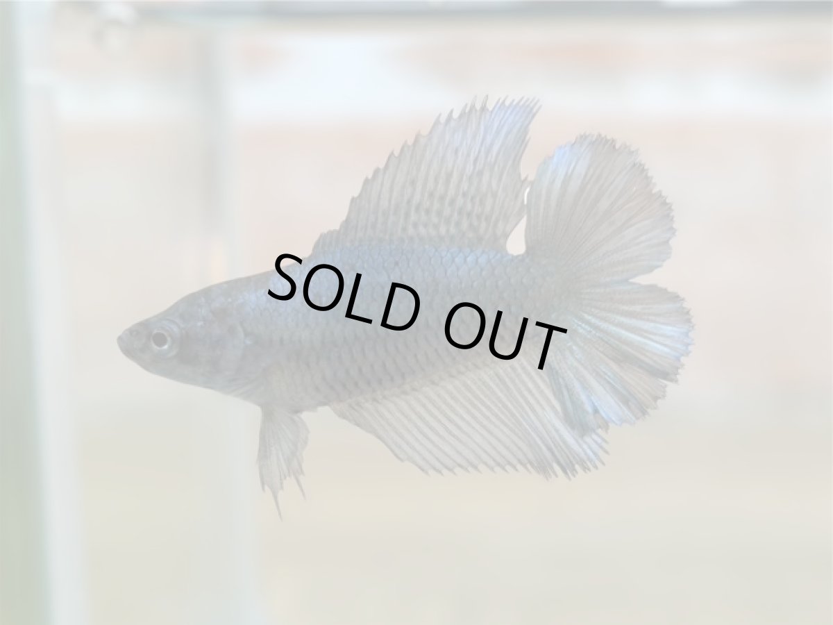 画像1: ベタ　ダブルテール♀ (1)