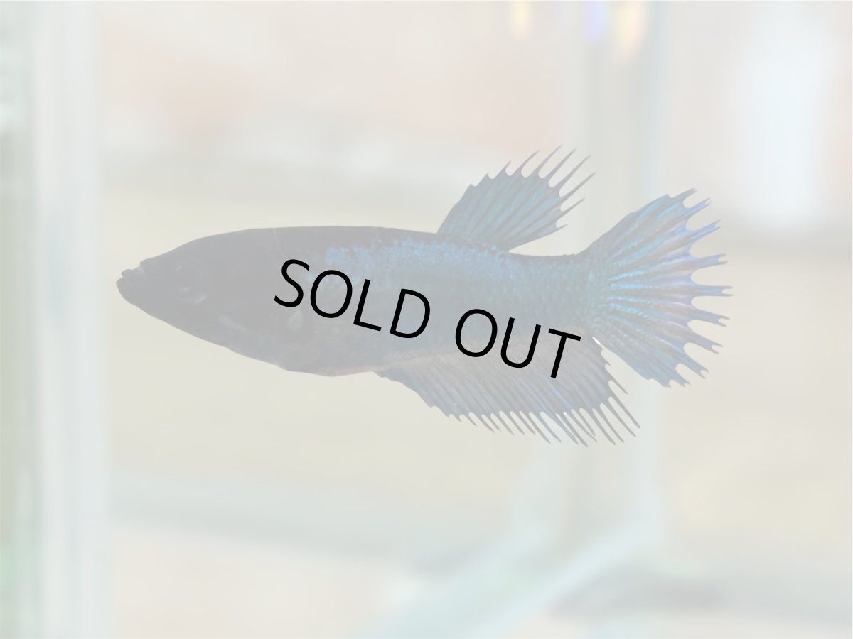 画像1: ベタ　クラウンテール♀ (1)