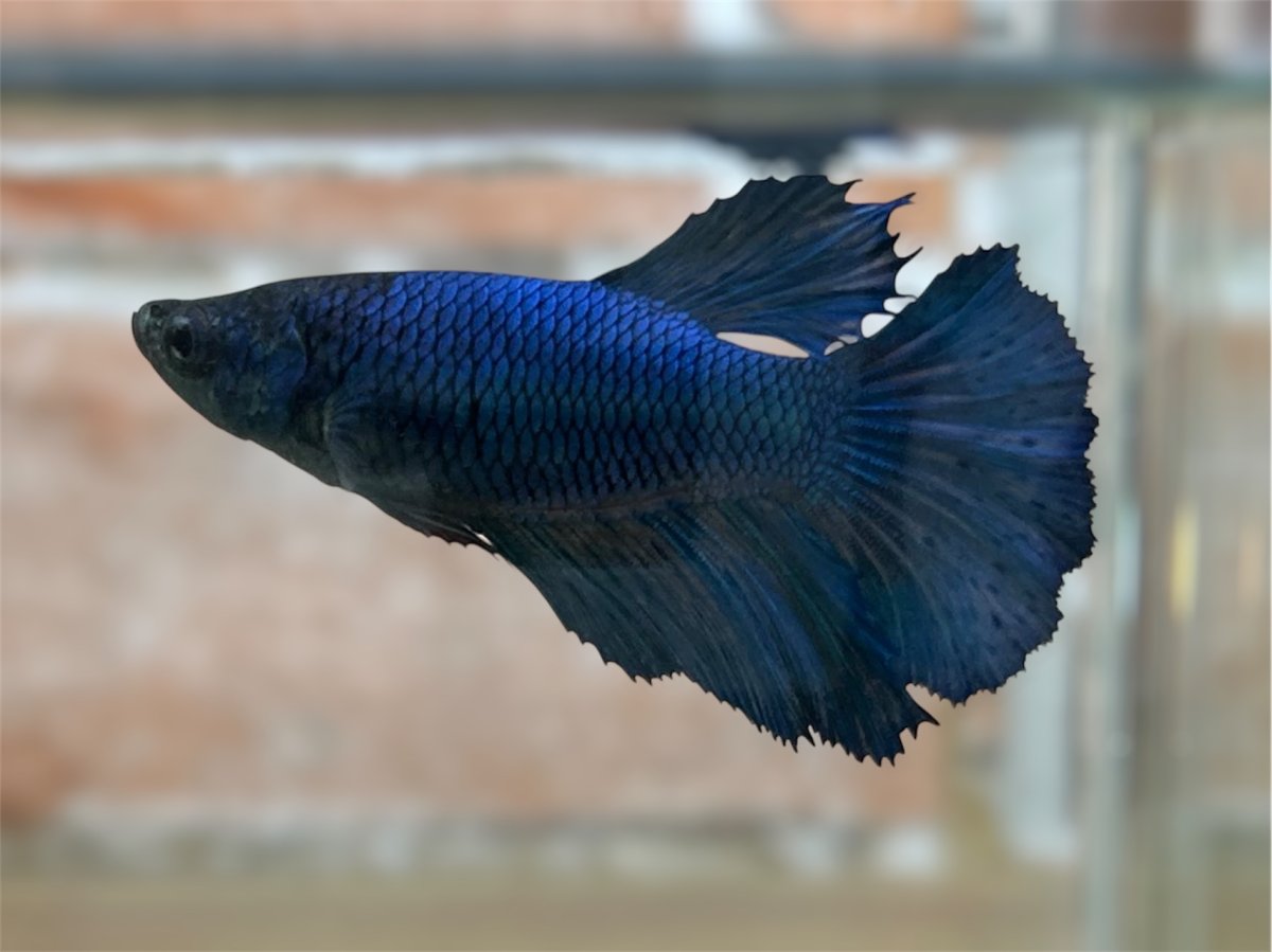 画像1: ベタ　ハーフムーン ♀ (1)