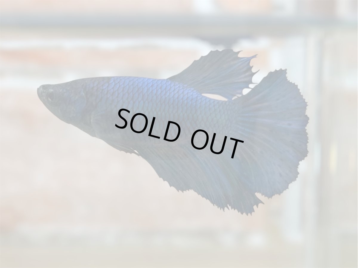 画像1: ベタ　ハーフムーン ♀ (1)