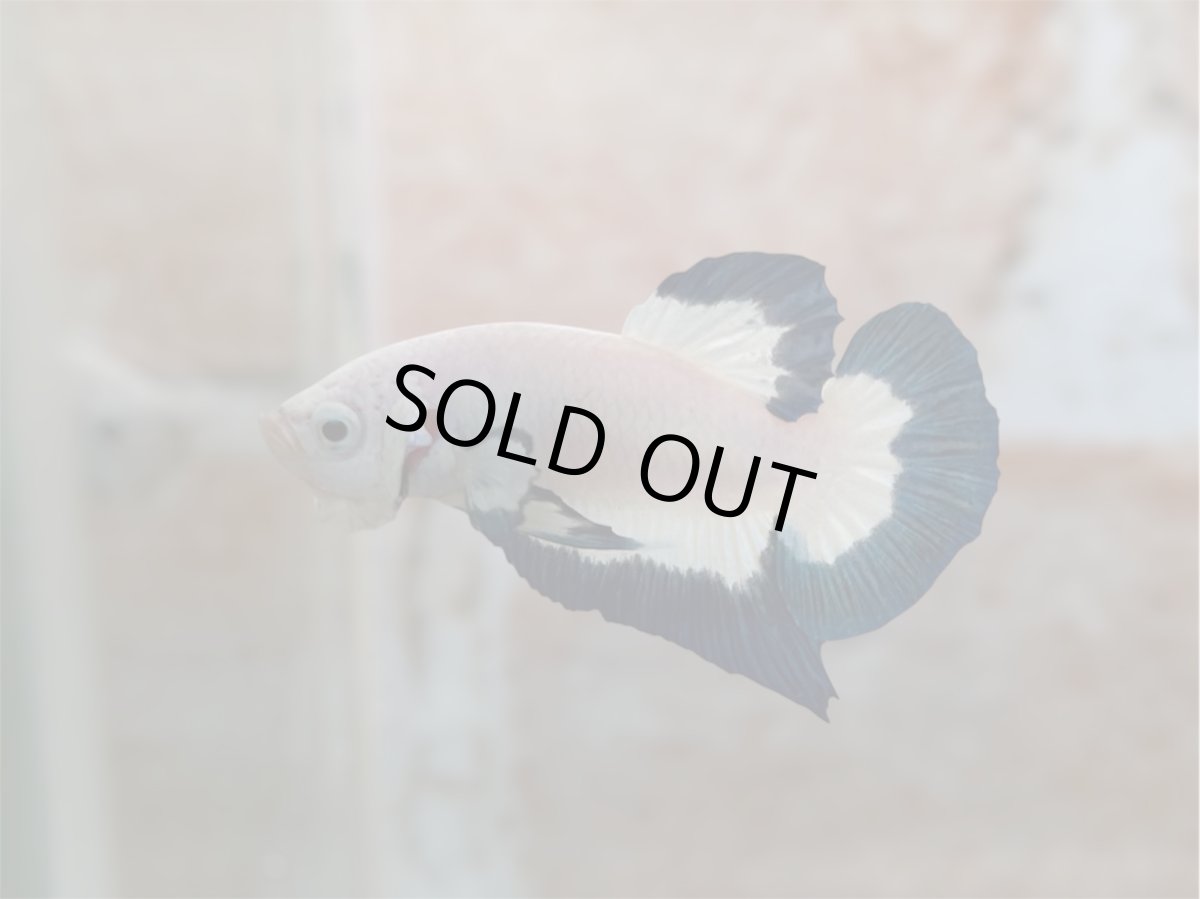 画像1: ベタ　PK HM ブルーリム (1)