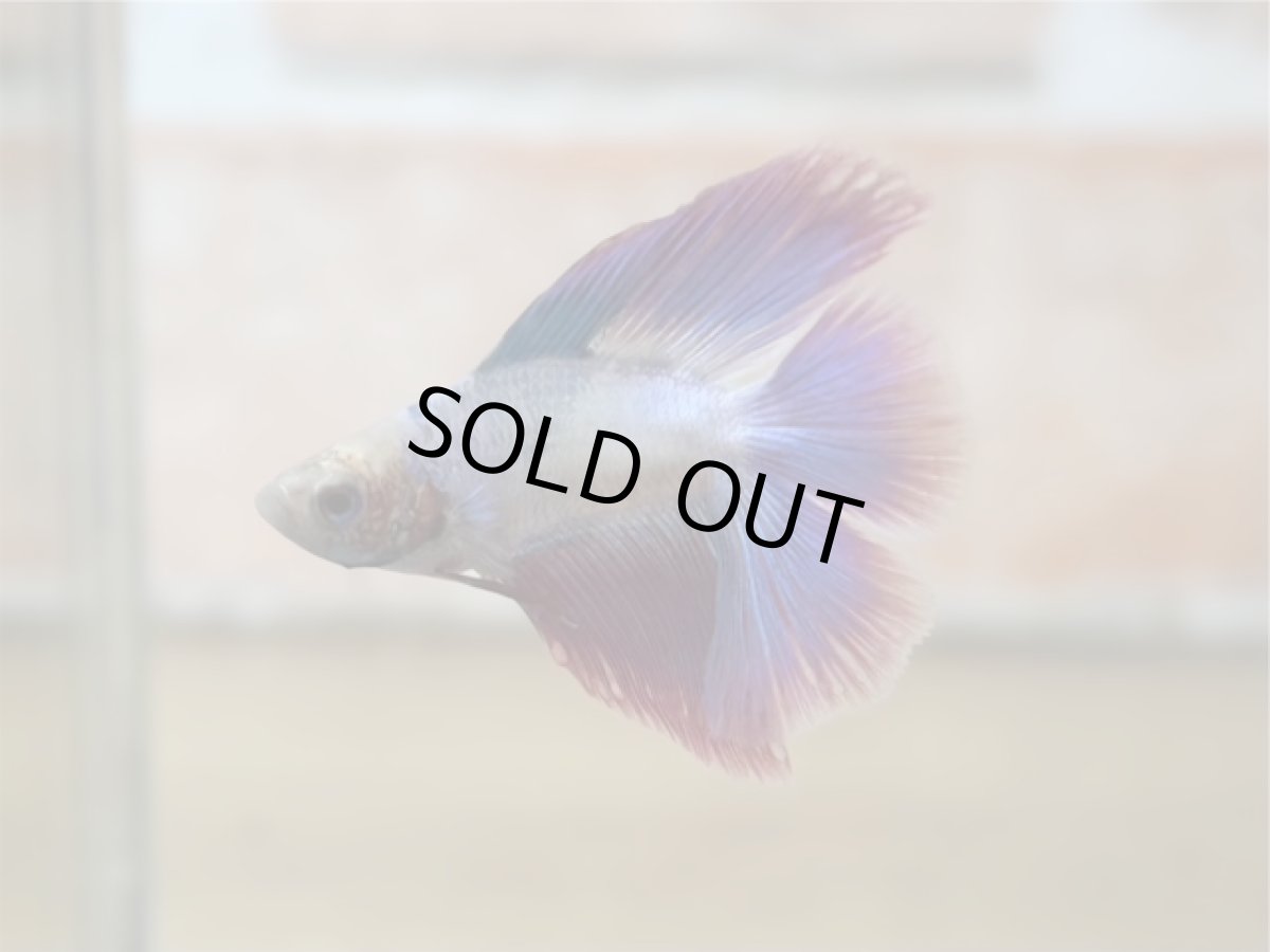 画像1: ベタ　ダブルテール ♂ (1)