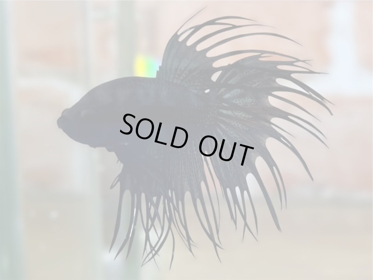 画像1: ベタ　クラウンテール黒蘭 (ブラックオーキッド) (1)