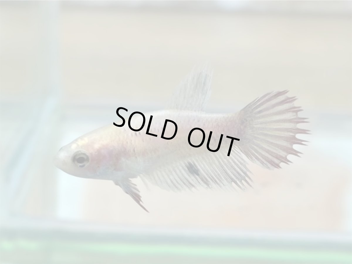 画像1: ベタ　クラウンテール♀ (1)