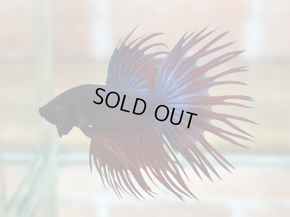 画像1: ベタ　クラウンテール ♂ (1)