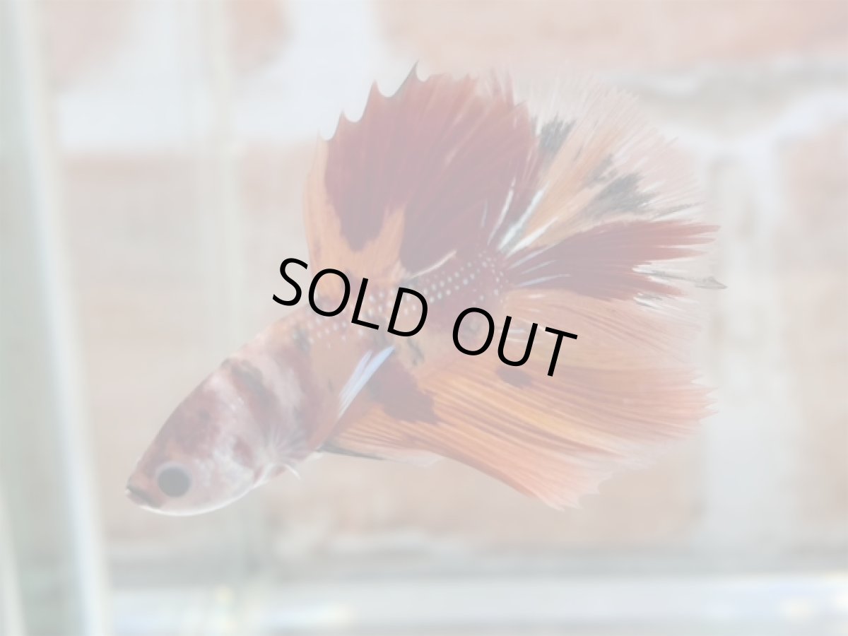 画像1: ベタ　ハーフムーン ♂ (1)