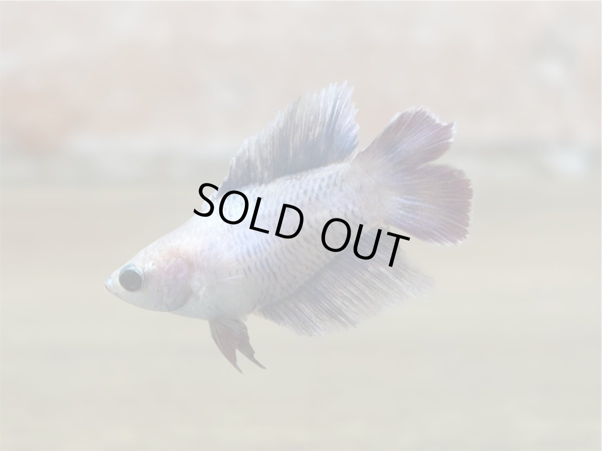 画像1: ベタ　ダブルテール♀ (1)