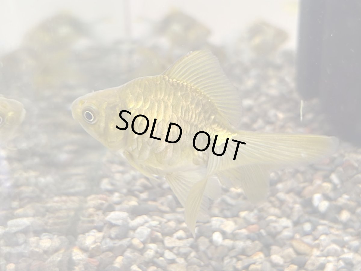 画像3: ドラゴンスケール琉金（岡部養魚場産）±6cm (3)