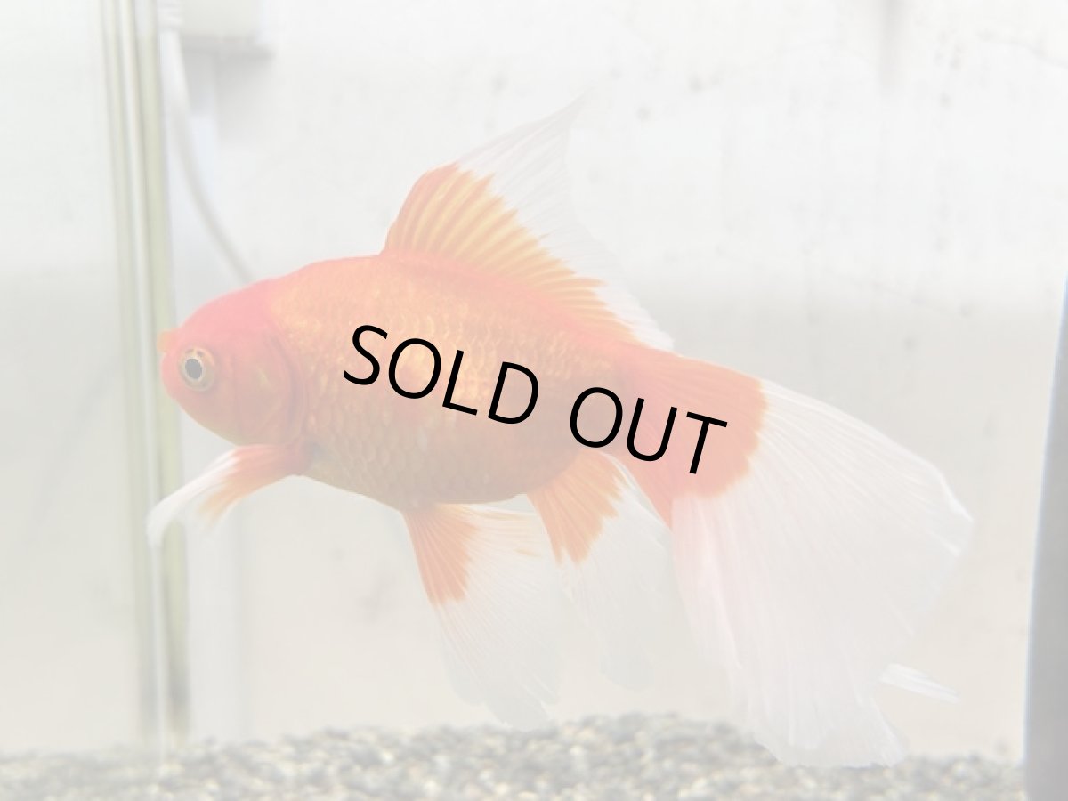 画像2: ブリストル和金（中国産） ±12cm (2)