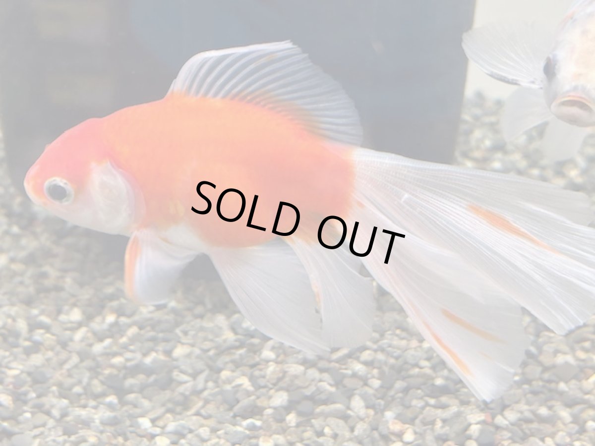 画像3: 桜ブリストル（中国産） ±12cm (3)