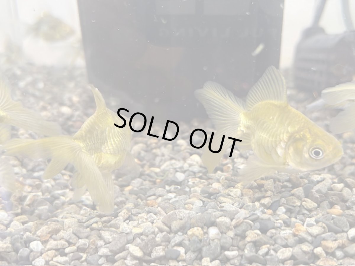 画像4: ドラゴンスケール琉金（岡部養魚場産）±6cm (4)