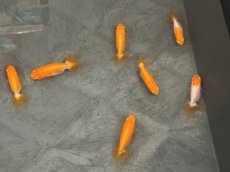 画像1: 宇野系らんちゅう（埼玉産）±4cm (1)