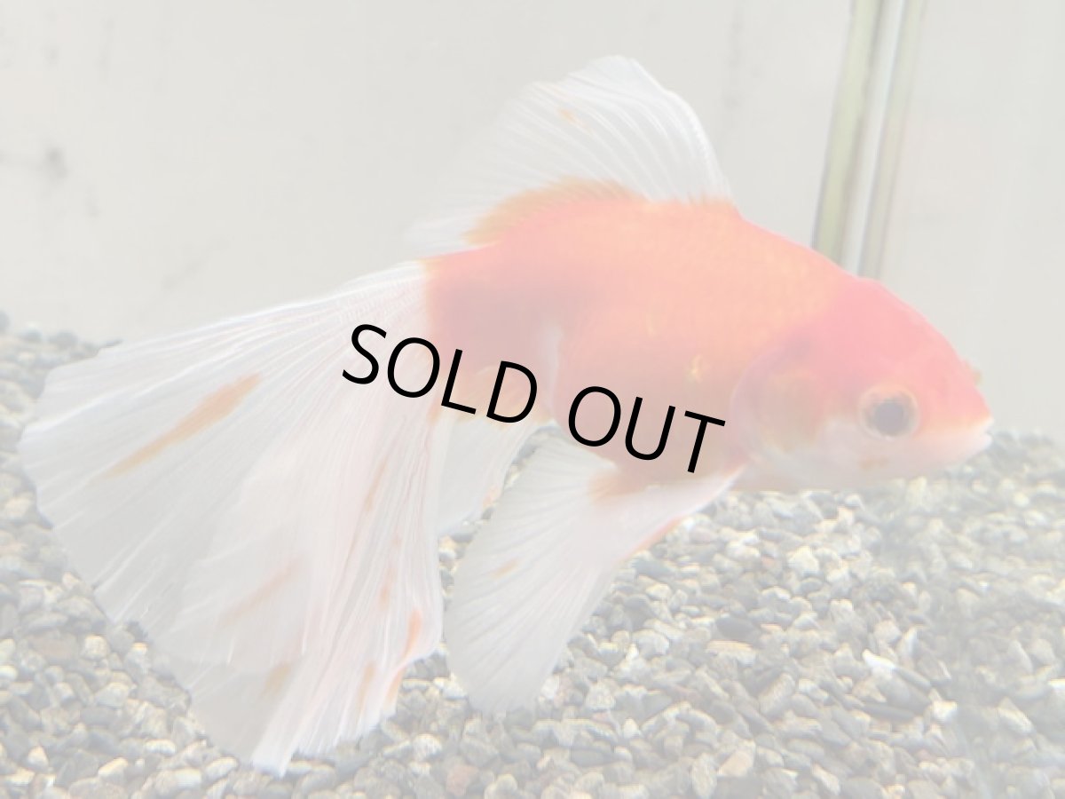 画像4: 桜ブリストル（中国産） ±12cm (4)