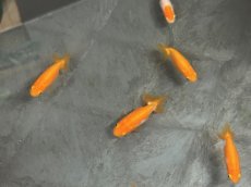 画像2: 宇野系らんちゅう（埼玉産）±4cm (2)