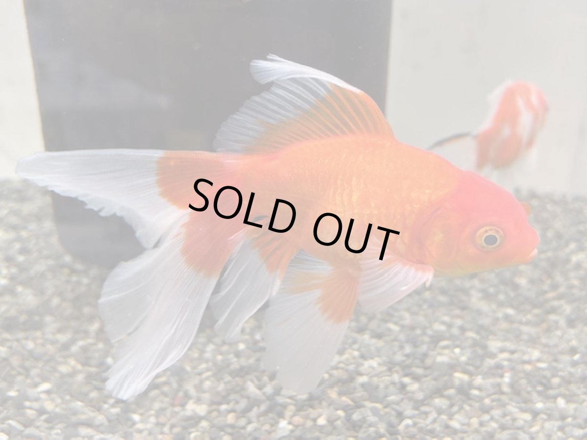 画像3: ブリストル和金（中国産） ±12cm (3)