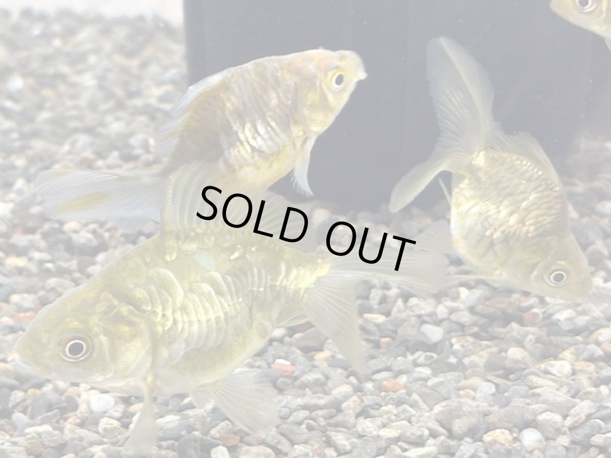 画像1: ドラゴンスケール琉金（岡部養魚場産）±6cm (1)