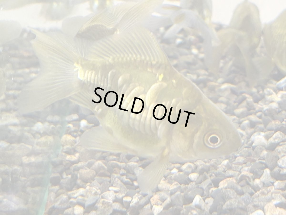 画像2: ドラゴンスケール琉金（岡部養魚場産）±6cm (2)