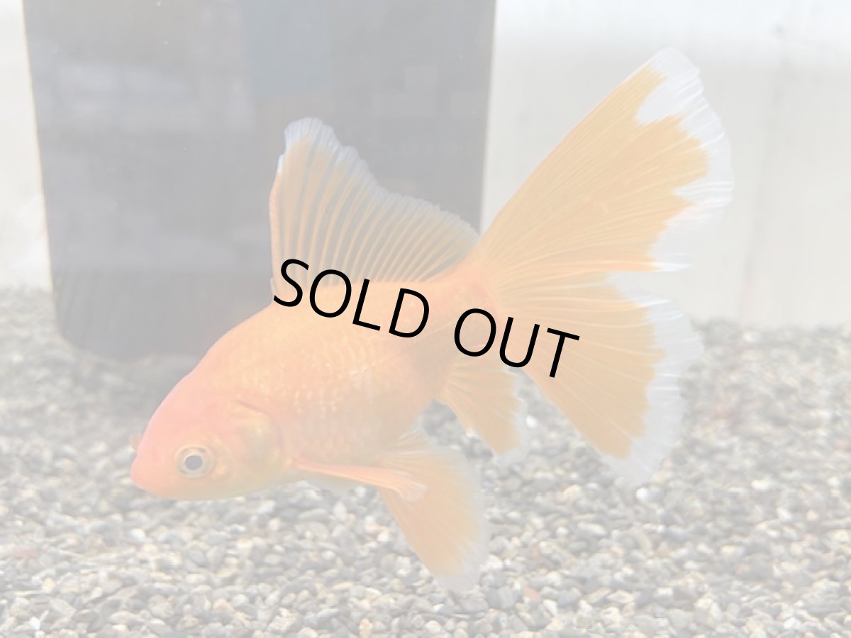 画像1: ブリストル和金（中国産） ±12cm (1)